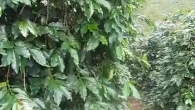 218 Вьетнам ПЛАНТАЦИЯ КОФЕ - КАК РАСТЕТ КОФЕ – ЗЕРНА КОФЕ - Vietnam coffee plantation seed
