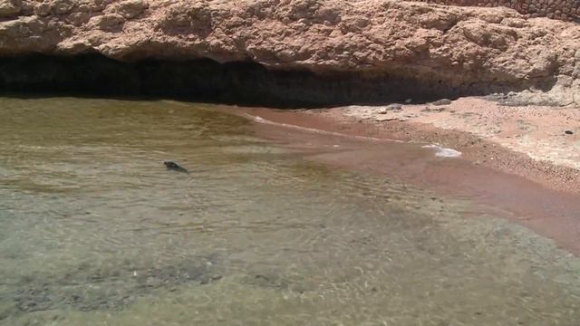 Фауна Красного моря