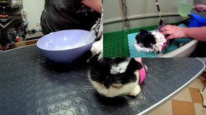 Экспресс линька.