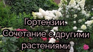 Гортензии.Сочетание с другими растениями.