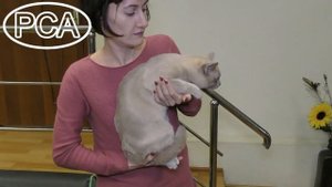 Лиловый бурманский кот. Выставка кошек PCA on-line