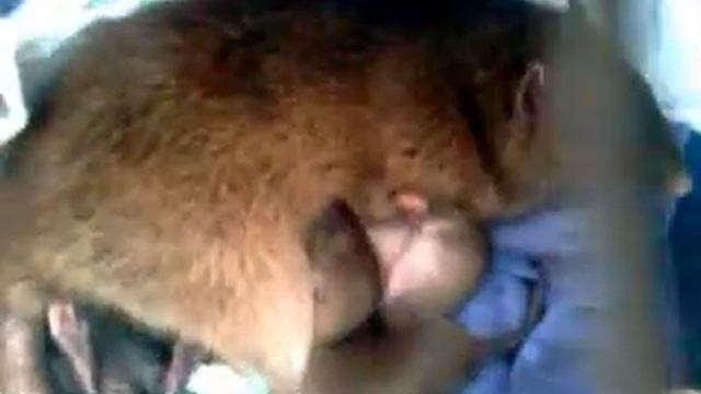 Крыска Милашка кормит своих крысят смотреть онлайн