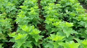 Смородина Тибен