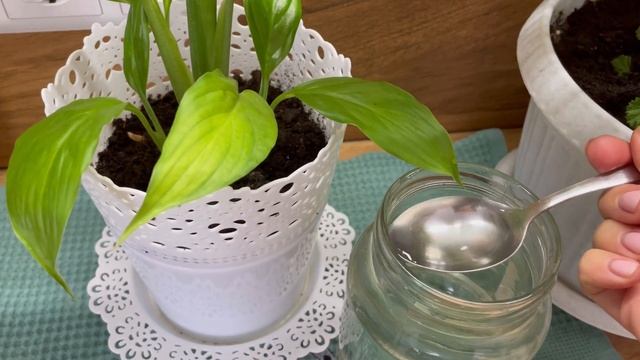 Как заставить цвести те цветы, которые давно не цвели/ Всего 1 ложка этого средства смотреть онлайн