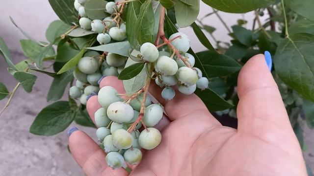 Голубика Гурон, Либерти и Антистресс для растений. смотреть онлайн