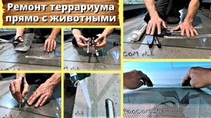 Ремонт террариума прямо с животными.