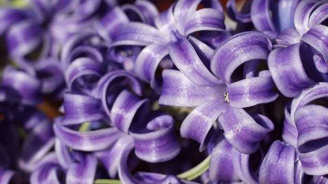 Гиацинты | Обои для рабочего стола смотреть онлайн