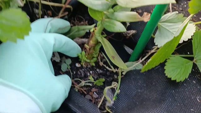 Как сохранить эустому на зиму смотреть онлайн