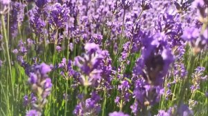 От релаксации до борьбы с болезнями: преимущества масла лаванды для организма"