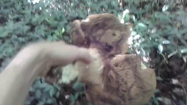 Giant Summer Cep (Boletus reticulatus) смотреть онлайн