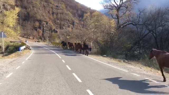 В Степанакерт из района занятого Азербайджаном скачут беспризорные лошади смотреть онлайн