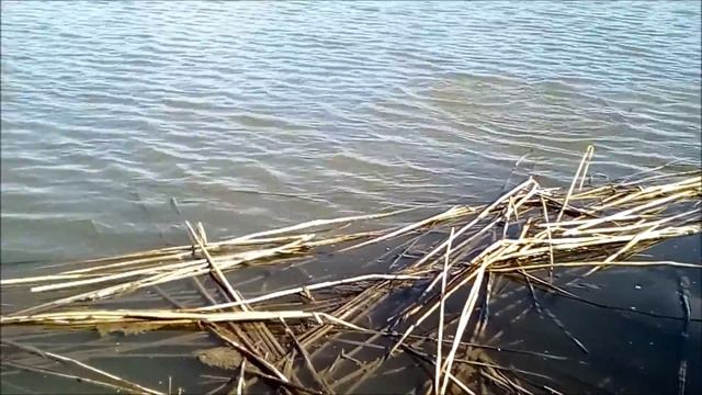 Ловля озерной плотвы маховой удочкой смотреть онлайн