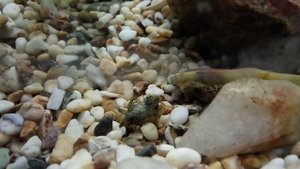 Размножение раков в аквариуме