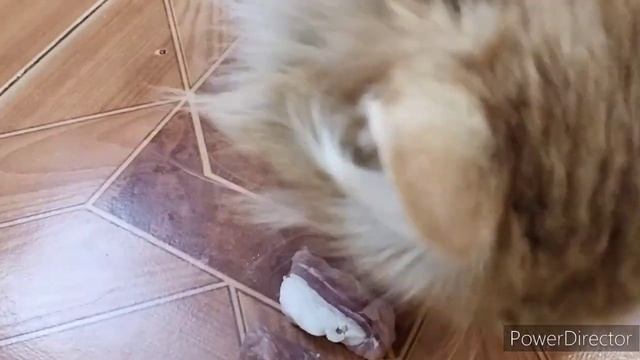 Славянск.31.01.23. Успела с ужином. Даже январь не закончился!? смотреть онлайн