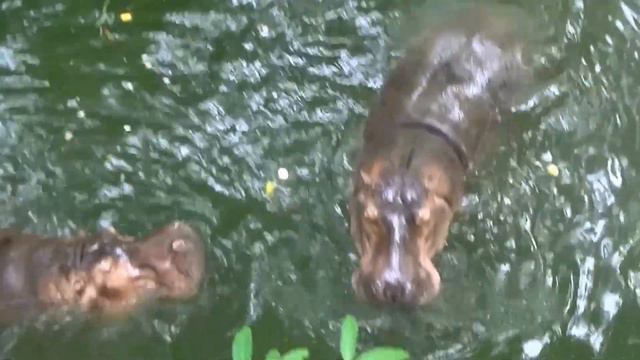 Контактный зоопарк Кхао Кхео (Khao Kheow Open Zoo) смотреть онлайн