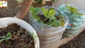 Balkonda Qulupnay Yetishtirish.