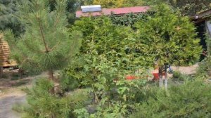 База отдыха Камелия Gold в Лермонтово Туапсинский район, Россия