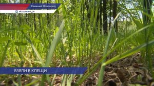 В Нижегородской области появились случаи заболевания клещевым энцефалитом