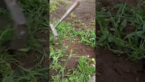 Прополка цветника. Городской газон с гран.отсевом. Сапка. Полольник Миттлайдера.