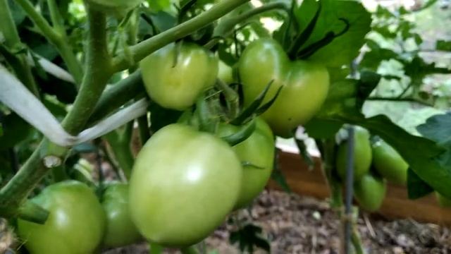 Томат Взрыв. Ранний и вкусный!