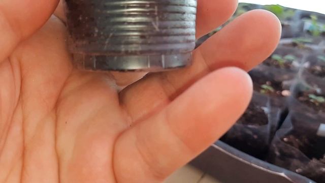 Что случилось с моими растюхами после подкормки сапропелем... смотреть онлайн