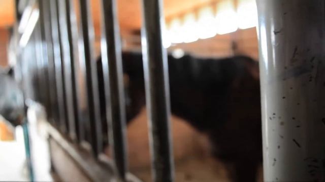 Western Living - A test shoot w Nikon D5200 смотреть онлайн