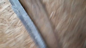 НАУЧИЛАСЬ ОТЛИЧАТЬ ИНДЮКОВ ОТ ИНДЮШЕК!!!