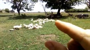 Утята породы ст 5