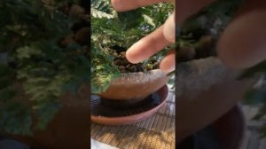 Даваллия уход и немного моих наблюдений