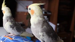 Птенцы кореллы 4 мес.