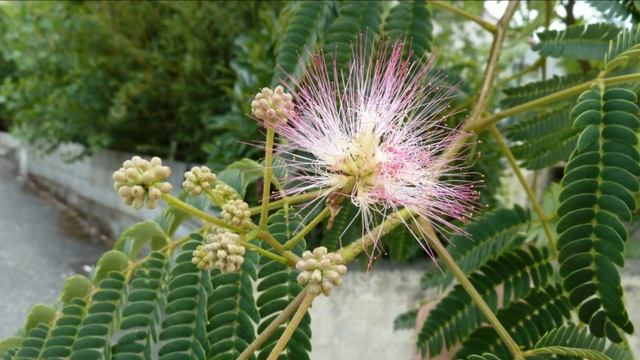l'arbre à soie, albizia julibrissin смотреть онлайн