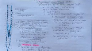 Билет 032. СИМПАТИЧЕСКИЙ ОТДЕЛ ВЕГЕТАТИВНОЙ НЕРВНОЙ СИСТЕМЫ. ЦЕНТРАЛЬНАЯ И ПЕРИФЕРИЧЕСКАЯ ЧАСТИ.