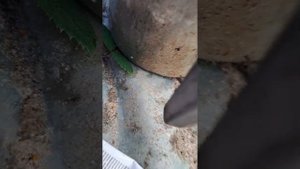 Черенкование розы Кордана