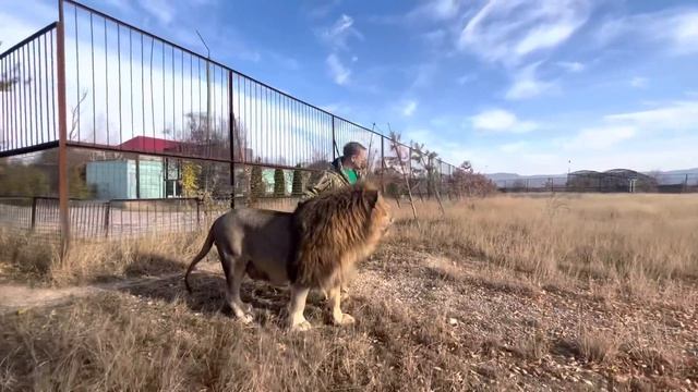 ВИДЕО НА МИЛЛИОН! Олег Зубков с львом Чуком бегут РАЗНИМАТЬ ДРАКУ ЛЬВОВ! смотреть онлайн