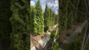 Питомник растений. Саженцы туи в горшке