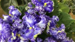 Красивые сорта Фиалок(Выпуск №16)