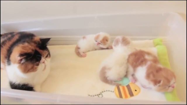 Экзотическая короткошерстная кошка