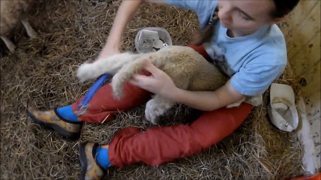 Lamb Tail Docking: Without Blood [How to Use an Elastrator] смотреть онлайн