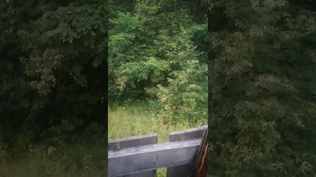 Ждали медведя, а вышел Лось