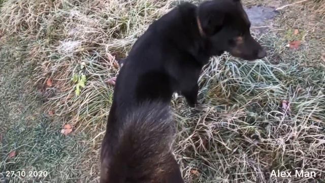 Любимые две собаки с самого утра игриво играют. Всех с добрым утром друзья, подписчики. 27.10.2020 смотреть онлайн