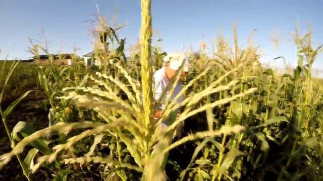 Урожай кукурузы в Сибири смотреть онлайн