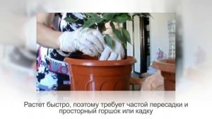 ТОМАТНОЕ ДЕРЕВО или ТАМАРИЛЛО | Уход и разведение в домашних условиях