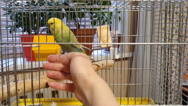 23й день приручения 6 месячного попугая || Подведение итогов первых 3-х недель