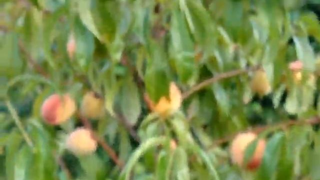 Персик на севере Белоруссии это не сложно. смотреть онлайн