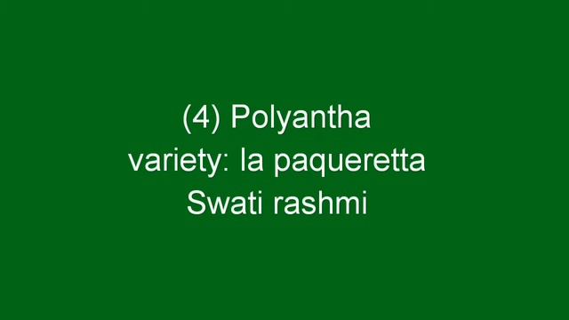 Classification of Rose and it's improtant varieties || Agri Duniya