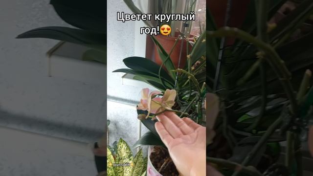 Орхидея ЛЕГАТО?Я поняла почему высокий спрос на этот ФАЛЕНОПСИС?Цветение Ноября?Четыре цветоноса