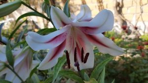 Лилия. Лучшие сорта