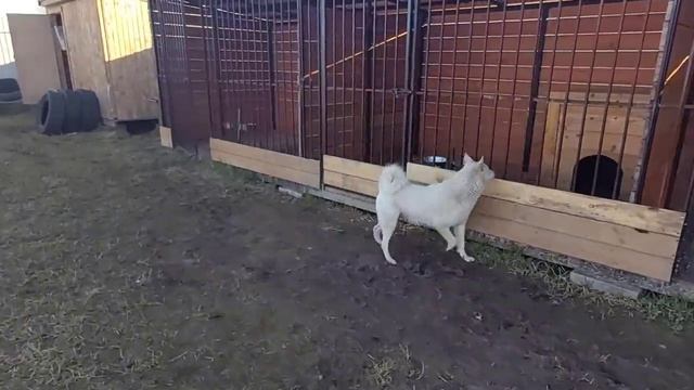 У щенков весь день тихий час смотреть онлайн