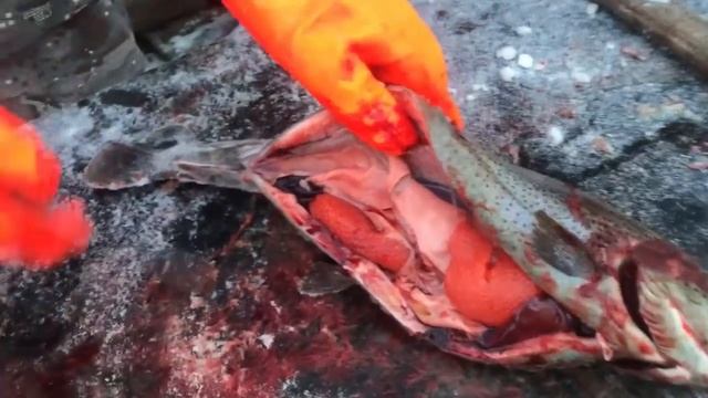 07 12 2017 цвет мяса привозимой форели смотреть онлайн