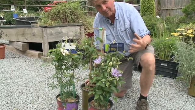 Plants That Show Their Red White And Blue смотреть онлайн